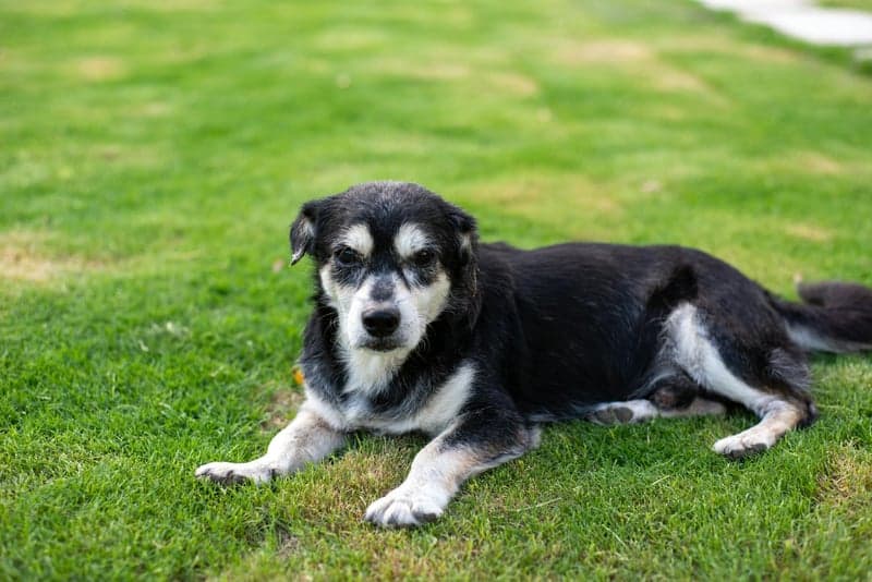 Clean green lawn maintained with regular pet waste removal