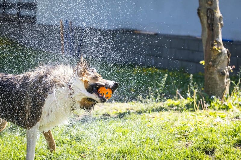 Happy dog in clean, well-maintained residential yard