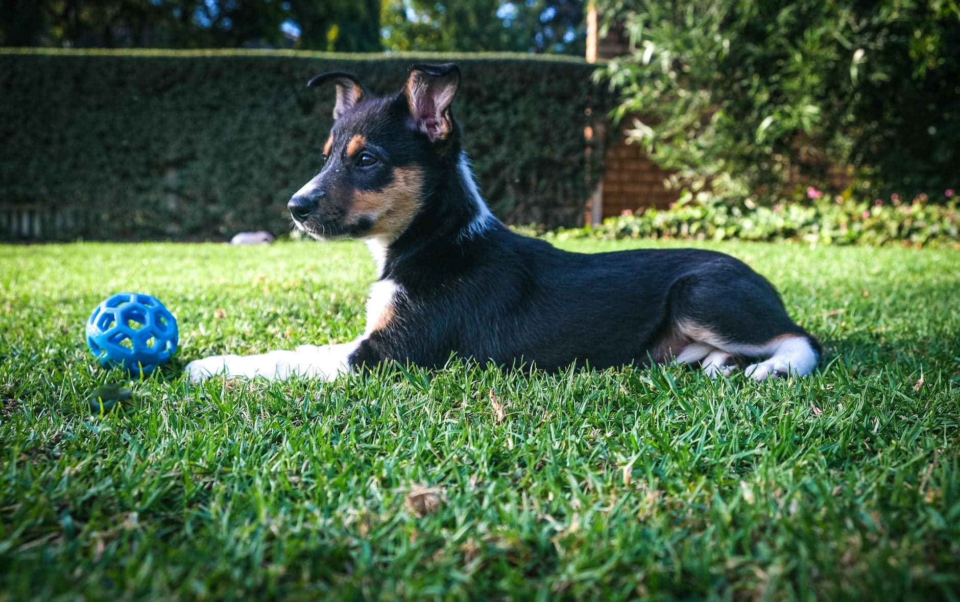 Yard & Pet Waste Management